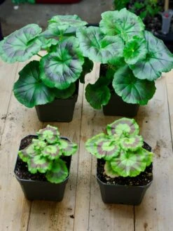 Organic Seed Starting Mix, 6 Quarts -US Organic Seed Sales Store 37808 002E tif