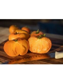 Dwarf Tomato, Uluru Ochre Organic Seeds