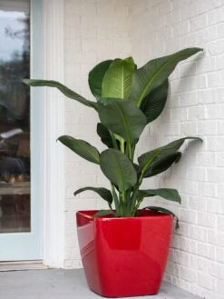 Viva Square Self-Watering Rolling Planter, 20" Diameter, Set Of 2 -US Organic Seed Sales Store 3 4 crop 8612930 0032 tif