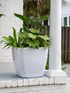 Viva Square Self-Watering Rolling Planter, 20" Diameter, Set Of 2 -US Organic Seed Sales Store 3 4 crop 8612930 0033 tif