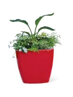 Viva Square Self-Watering Rolling Planter, 20" Diameter, Set Of 2 -US Organic Seed Sales Store 3 4 crop 8612930 0037 tif