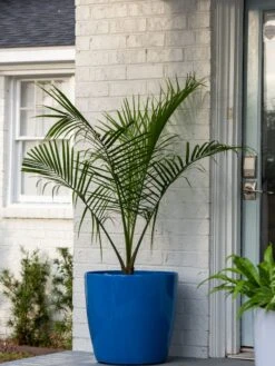 Viva Round Self-Watering Rolling Planter, 20" Diameter, Set Of 2 -US Organic Seed Sales Store 3 4 crop 8612933 0024 tif