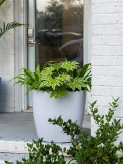 Viva Round Self-Watering Rolling Planter, 20" Diameter, Set Of 2 -US Organic Seed Sales Store 3 4 crop 8612933 0025 tif