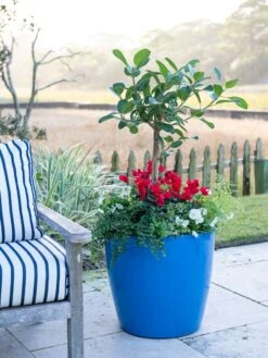 Viva Round Self-Watering Rolling Planter, 20" Diameter, Set Of 2 -US Organic Seed Sales Store 3 4 crop 8612933 5312 tif