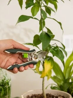 New Products 12 Houseplant Pruner