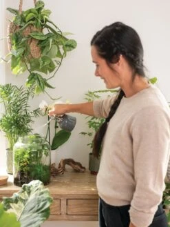 Indoor Plant Mister -US Organic Seed Sales Store 3 4 crop 8612962 3792