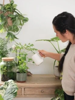 Pinpoint Indoor Watering Can -US Organic Seed Sales Store 3 4 crop 8612963 3774