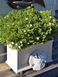 Fairfield Self-Watering Patio Planters, 20” X 36” -US Organic Seed Sales Store 8588417 208V tif