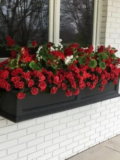 Fairfield Self-Watering Window Box, 5’ -US Organic Seed Sales Store 8588938 100V tif