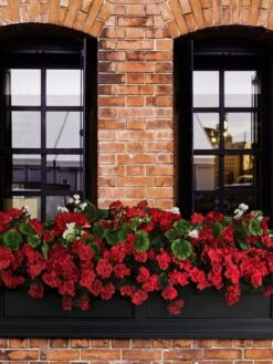 Fairfield Self-Watering Window Box, 5’ -US Organic Seed Sales Store 8588938 102V tif