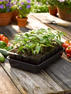 Growease Seed Starter Kit 14 Growease Seed Starter Kit -US Organic Seed Sales Store 8589987 1148 tif