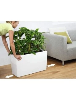 Lechuza® Cararo Rectangular Indoor Planter With Casters 8 Lechuza® Cararo Rectangular Indoor Planter With Casters -US Organic Seed Sales Store 8590295 03v