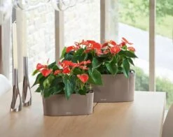 Lechuza® Delta Self-Watering Windowsill Planters -US Organic Seed Sales Store 8590298 04V tif