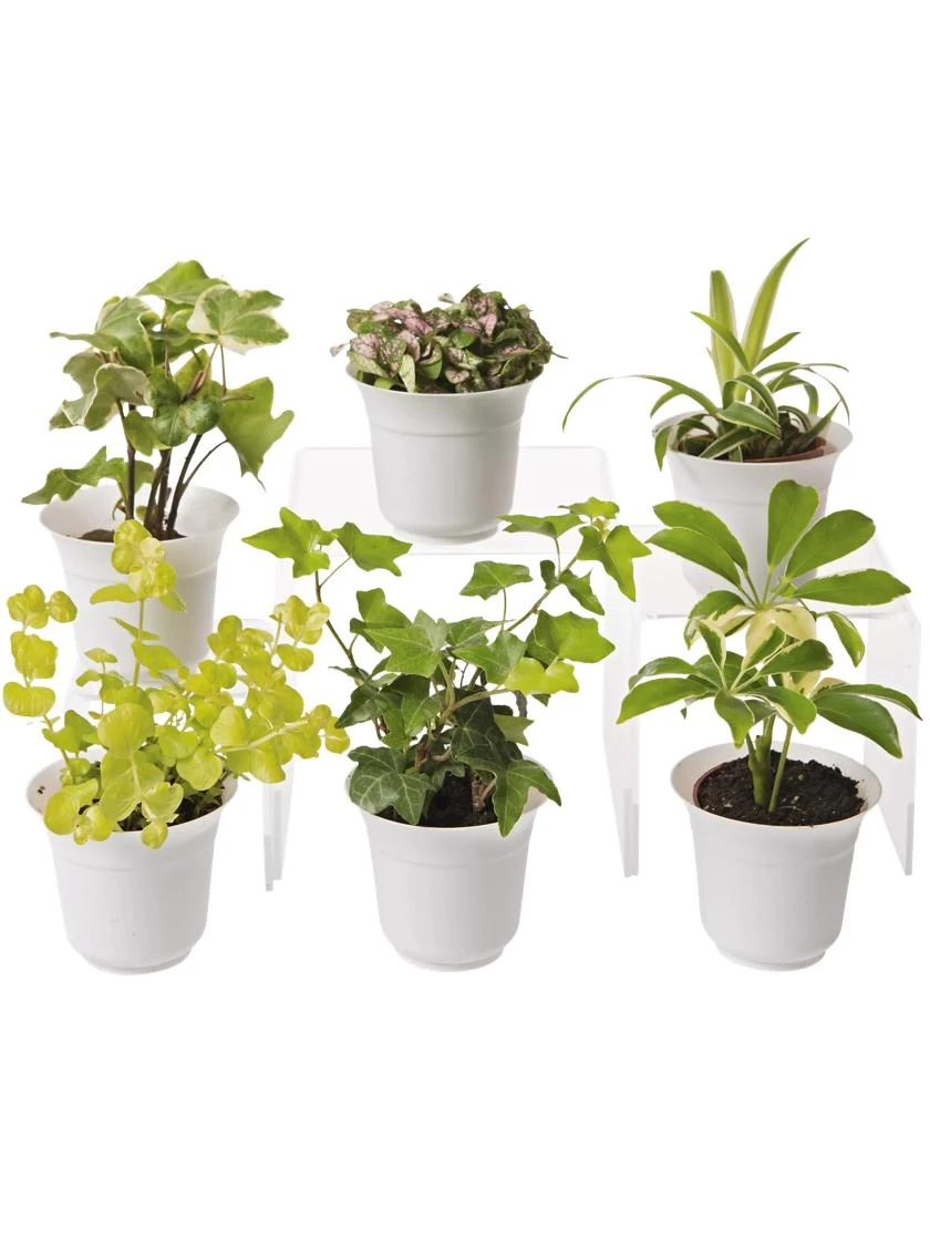Low Light Terrarium Plant Collection, Set Of 6 1 Low Light Terrarium Plant Collection, Set Of 6