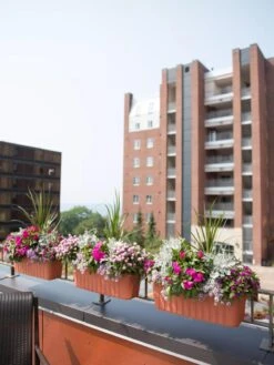 Adjustable Self-Watering Railing Planter, 24" 10 Adjustable Self-Watering Railing Planter, 24" -US Organic Seed Sales Store 8592173TC 2383 tif