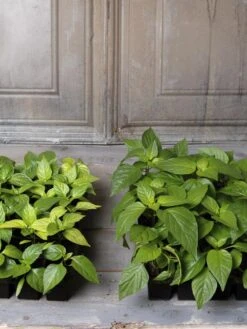 Organic Seed Starting Mix, 6 Quarts -US Organic Seed Sales Store 8592212 002E tif