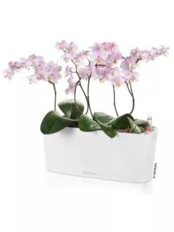 Lechuza® Delta Self-Watering Windowsill Planters -US Organic Seed Sales Store 8592361 02V tif