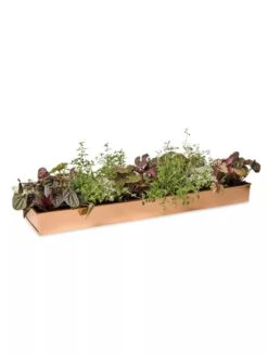 Rectangular Copper Plant Tray, 24" X 5" 9 Rectangular Copper Plant Tray, 24" X 5" -US Organic Seed Sales Store 8593533 2878 tif