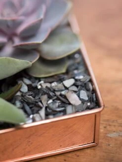 Rectangular Copper Plant Tray, 24" X 5" 8 Rectangular Copper Plant Tray, 24" X 5" -US Organic Seed Sales Store 8593533 4570 tif