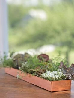 Rectangular Copper Plant Tray, 24" X 5" 7 Rectangular Copper Plant Tray, 24" X 5" -US Organic Seed Sales Store 8593533 4626 tif