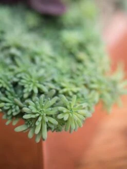 Tall Rectangular Copper Plant Tray, 18" X 5" X 4" -US Organic Seed Sales Store 8593534 4601 tif