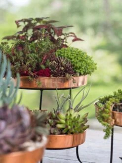 Small Round Copper Plant Tray, 10" -US Organic Seed Sales Store 8593564 4399 tif