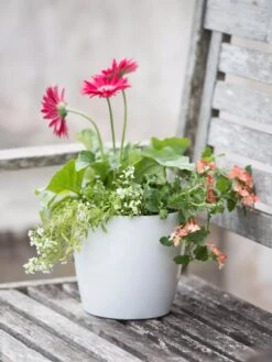 Viva Round Self-Watering Planter, 7" Diameter -US Organic Seed Sales Store 8595222 1139 tif