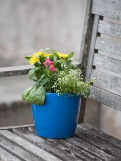 Viva Round Self-Watering Planter, 7" Diameter -US Organic Seed Sales Store 8595222 1143 tif