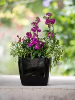 Viva Square Self-Watering Planter, 7" Diameter -US Organic Seed Sales Store 8595223 1107 tif