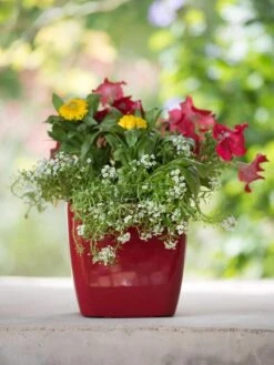 Viva Square Self-Watering Planter, 7" Diameter -US Organic Seed Sales Store 8595223 1111 tif