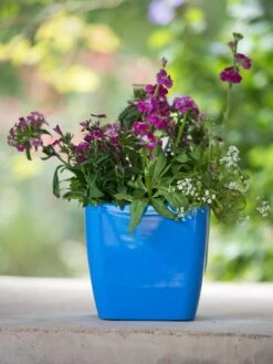 Viva Square Self-Watering Planter, 7" Diameter -US Organic Seed Sales Store 8595223 1113 tif