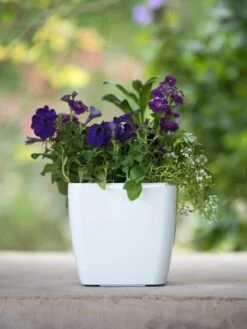 Viva Square Self-Watering Planter, 7" Diameter -US Organic Seed Sales Store 8595223 1118 tif