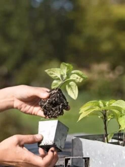 Galvanized Seed Starting Tray 7 Galvanized Seed Starting Tray -US Organic Seed Sales Store 8595893 4378 tif