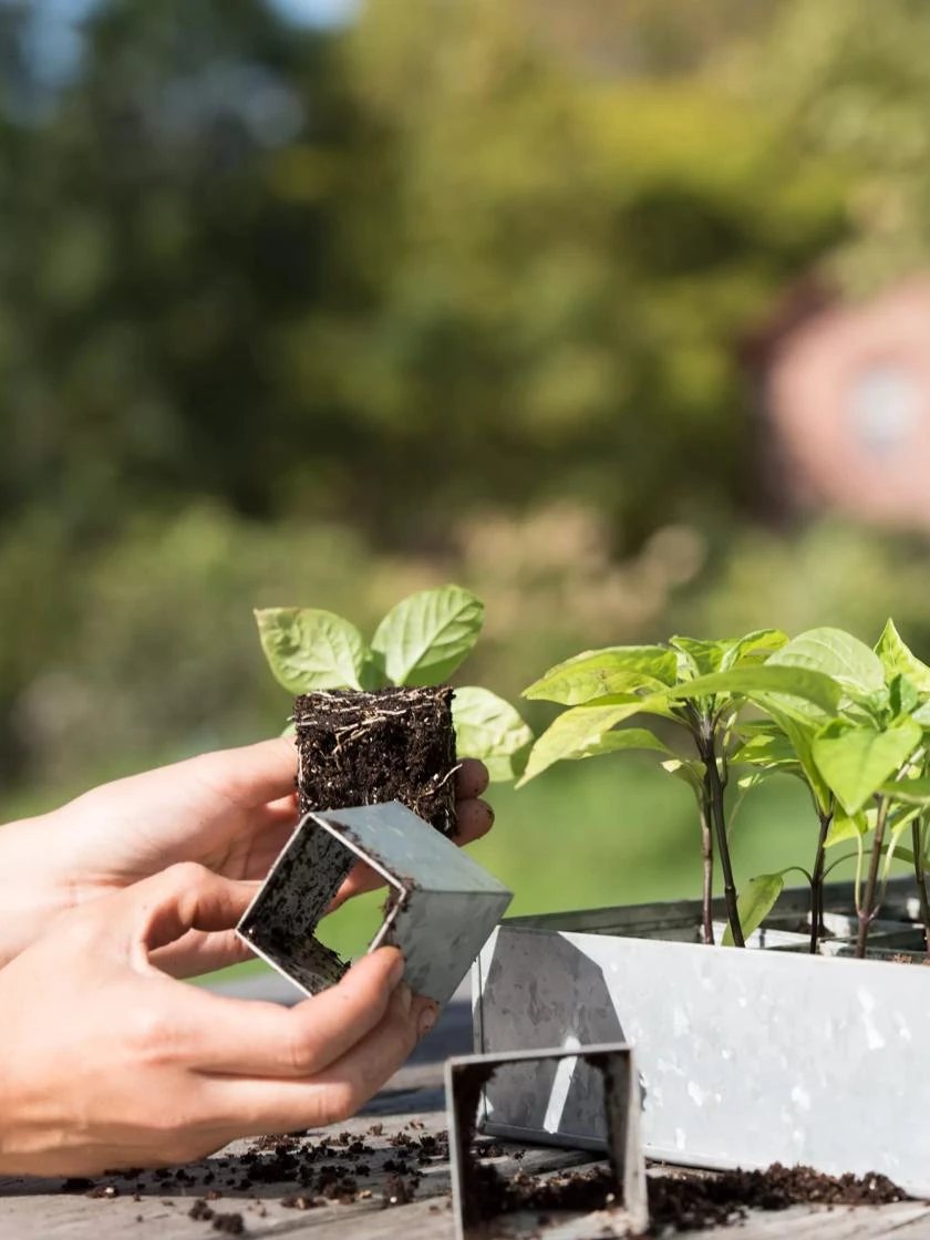 Galvanized Seed Starting Tray 3 Galvanized Seed Starting Tray - Image 3