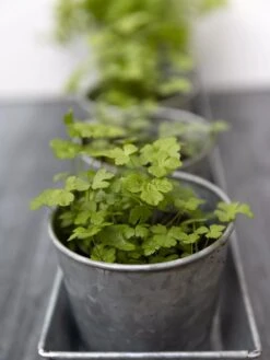 Galvanized Herb Planters With Rectangular Tray -US Organic Seed Sales Store 8595903 advice 1777 tif