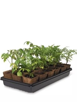 3-1/2” Square Biodegradable Pots & Tray Set -US Organic Seed Sales Store 8595968 3916 tif