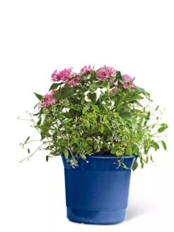 Eezy Gro Self-Watering Planters -US Organic Seed Sales Store 8596425 103 tif