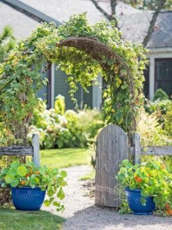 New Products -US Organic Seed Sales Store 8596570 10231 tif