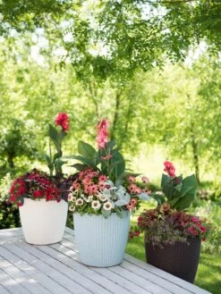 US Organic Seed Sales Store -US Organic Seed Sales Store 8597388 2141 tif