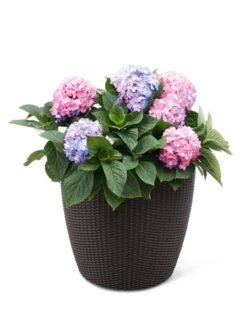 US Organic Seed Sales Store -US Organic Seed Sales Store 8598372 3001 tif