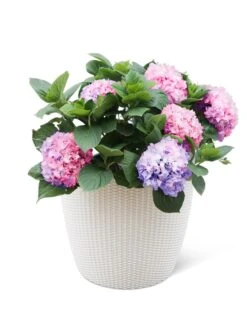 Weave Self-Watering Round Planter, 17" White 5 Weave Self-Watering Round Planter, 17" White -US Organic Seed Sales Store 8598372 3002 tif