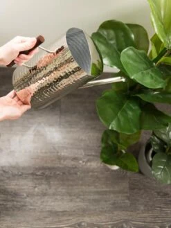 Stainless Steel Watering Can 6 Stainless Steel Watering Can -US Organic Seed Sales Store 8599057 14322 tif