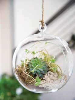 New Products 19 Floating Orb Terrarium Kit