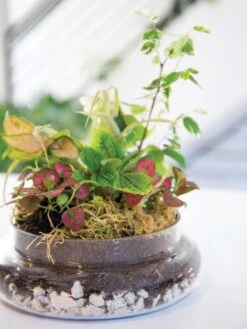 New Products -US Organic Seed Sales Store 8599150 03v