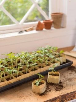 Paper Pots, 50 Cell -US Organic Seed Sales Store 8599830 0502 paper pots 50 cell tif