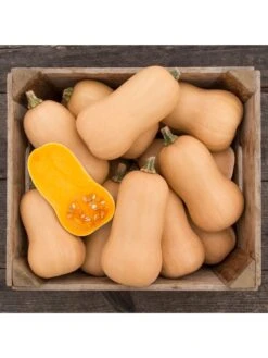 Brulee Butternut Squash Organic Seeds -US Organic Seed Sales Store 8599867 01v