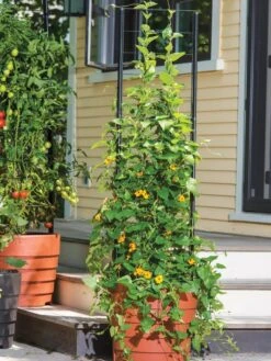 Gardener’s Victory Self-Watering Planter Garden With Vine Trellis -US Organic Seed Sales Store 8600175 0733 tif 1