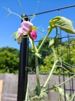 Gardener’s Victory Self-Watering Planter Garden With Vine Trellis -US Organic Seed Sales Store 8600177 6588 tif 1