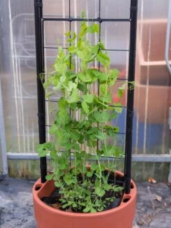 Gardener’s Victory Self-Watering Planter With Vine Trellis -US Organic Seed Sales Store 8600178 5000 tif