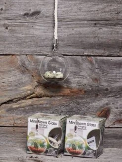 Mini Blown-Glass Hanging Terrarium, Set Of 2 -US Organic Seed Sales Store 8609218 01v